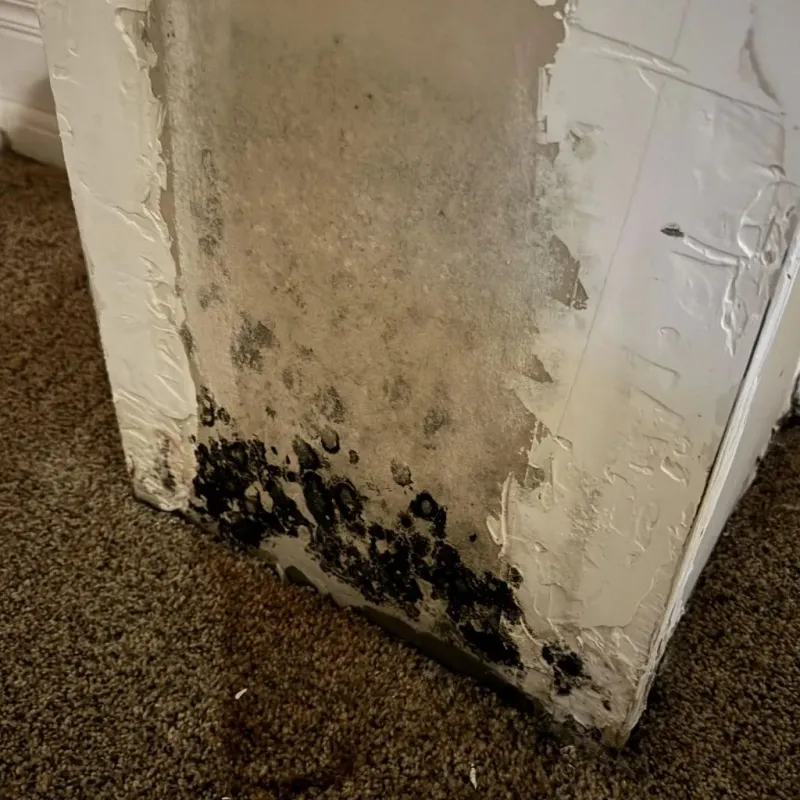 Professional Mold Removal in Wheelersburg, OH